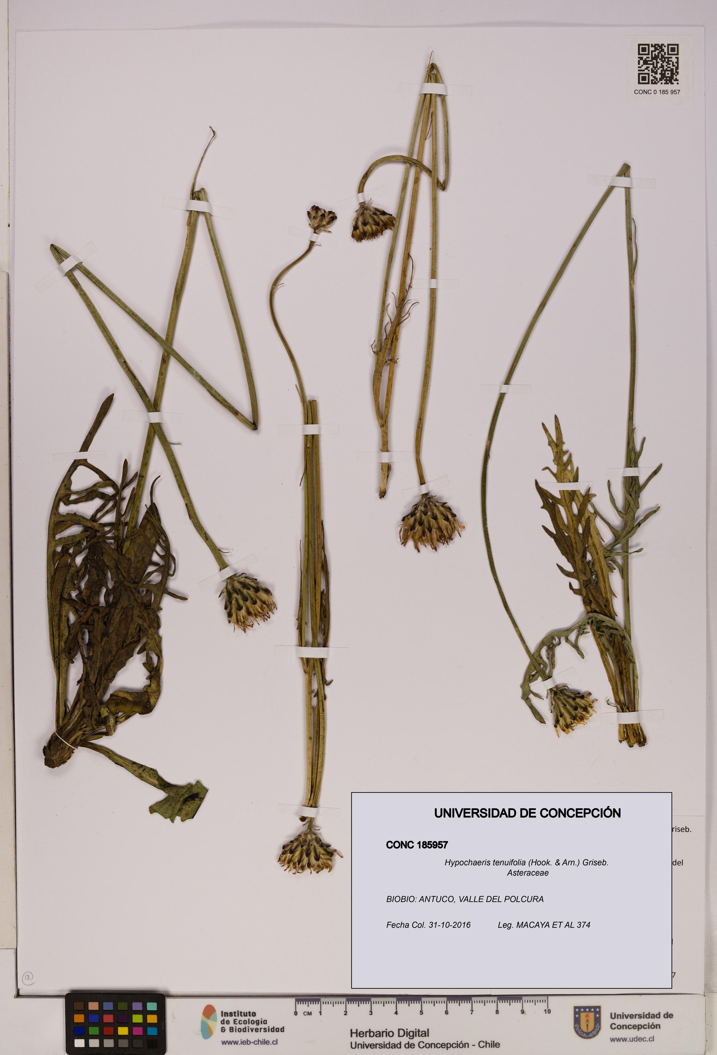 Hypochaeris tenuifolia [Espécimen: UDEC:CONC:0185957]