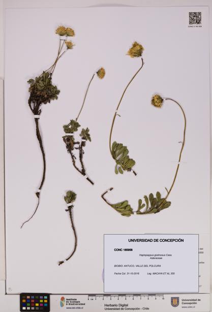 Haplopappus glutinosus [Espécimen: UDEC:CONC:0185958]