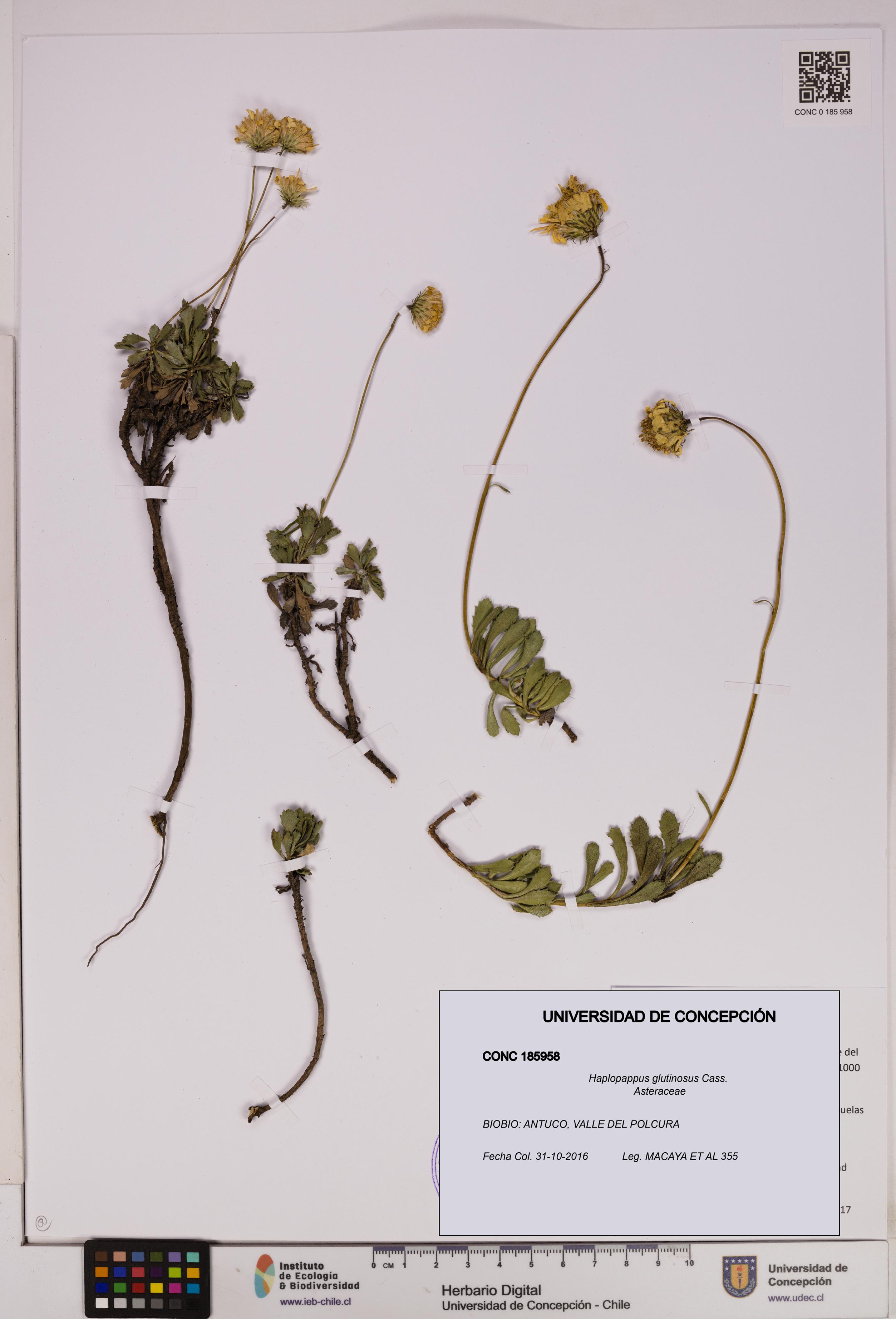 Haplopappus glutinosus [Espécimen: UDEC:CONC:0185958]