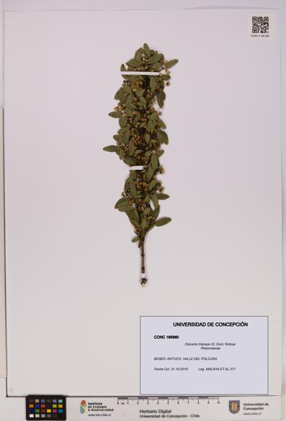 Discaria chacaye [Espécimen: UDEC:CONC:0185960]