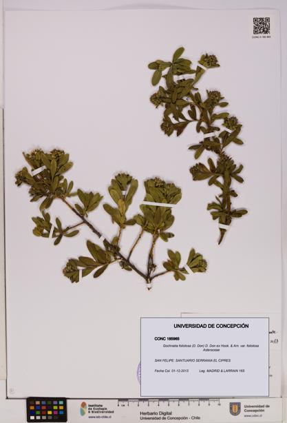 Gochnatia foliolosa var. foliolosa [Espécimen: UDEC:CONC:0185965]