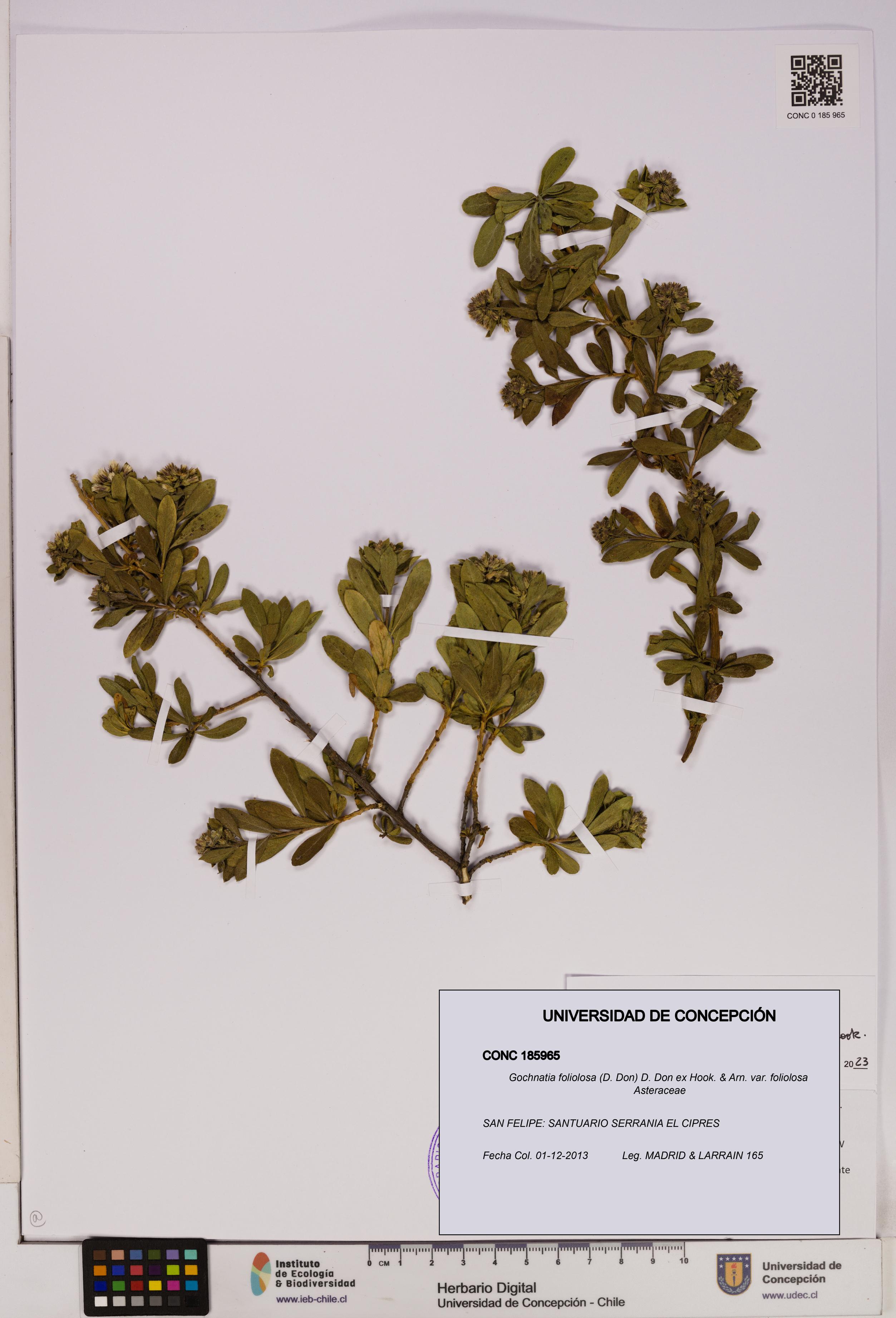 Gochnatia foliolosa var. foliolosa [Espécimen: UDEC:CONC:0185965]
