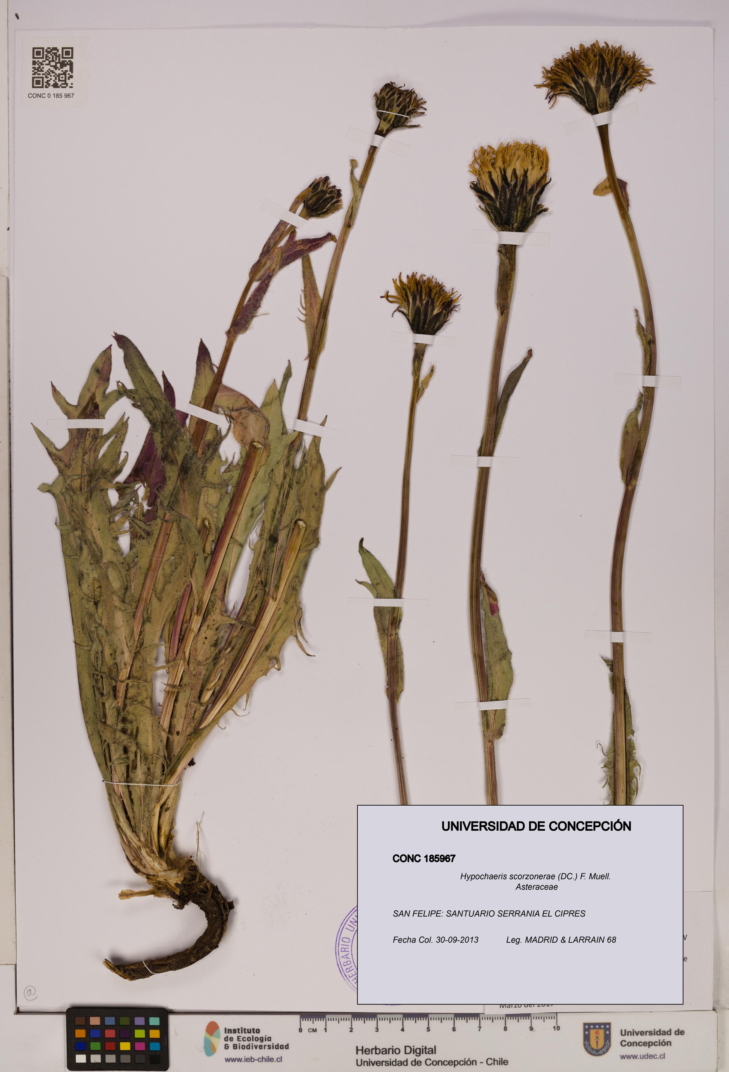 Hypochaeris scorzonerae [Espécimen: UDEC:CONC:0185967]