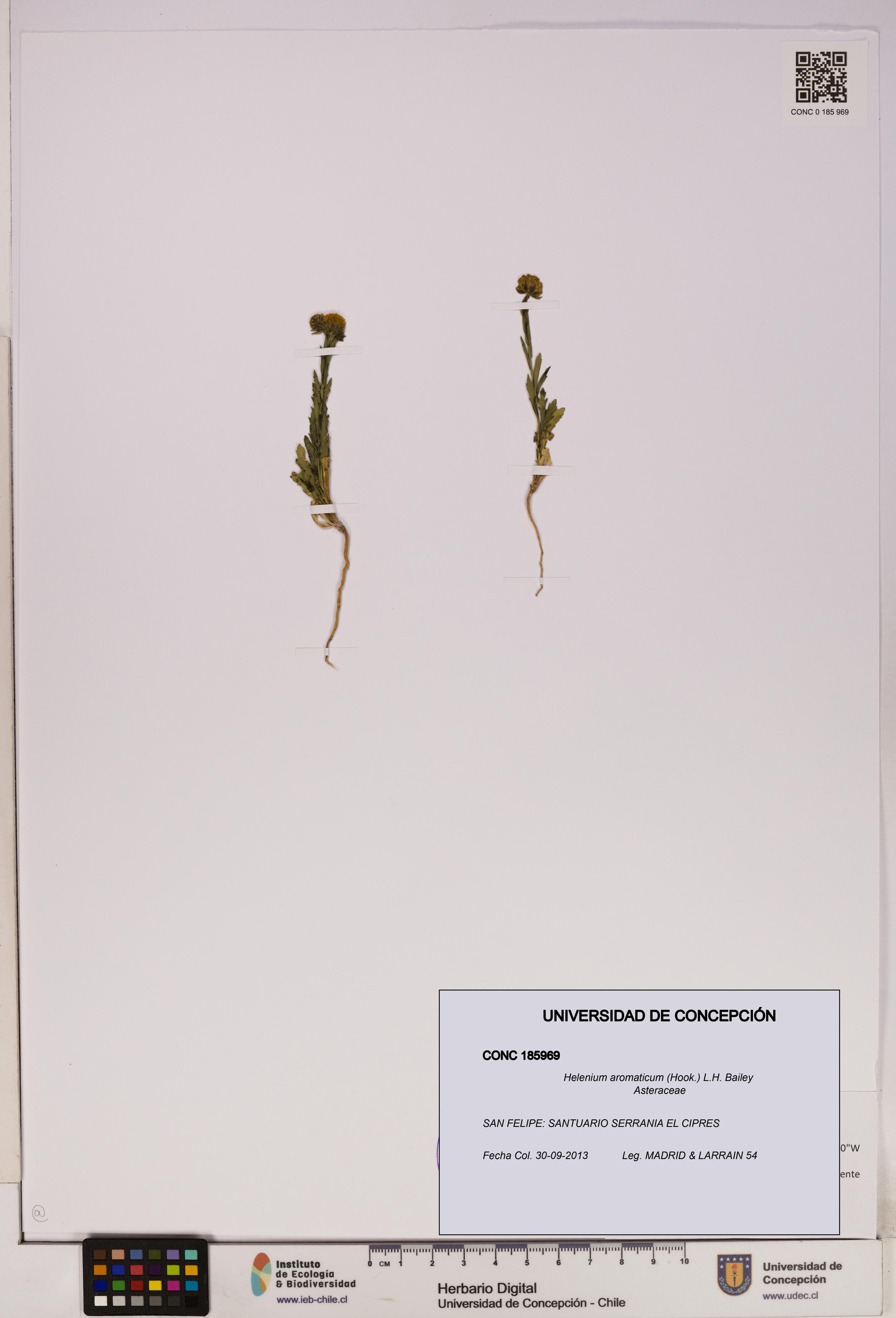 Helenium aromaticum [Espécimen: UDEC:CONC:0185969]