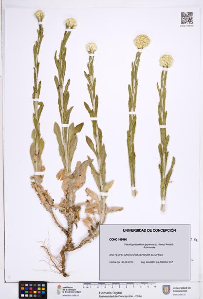 Pseudognaphalium gayanum [Espécimen: ]