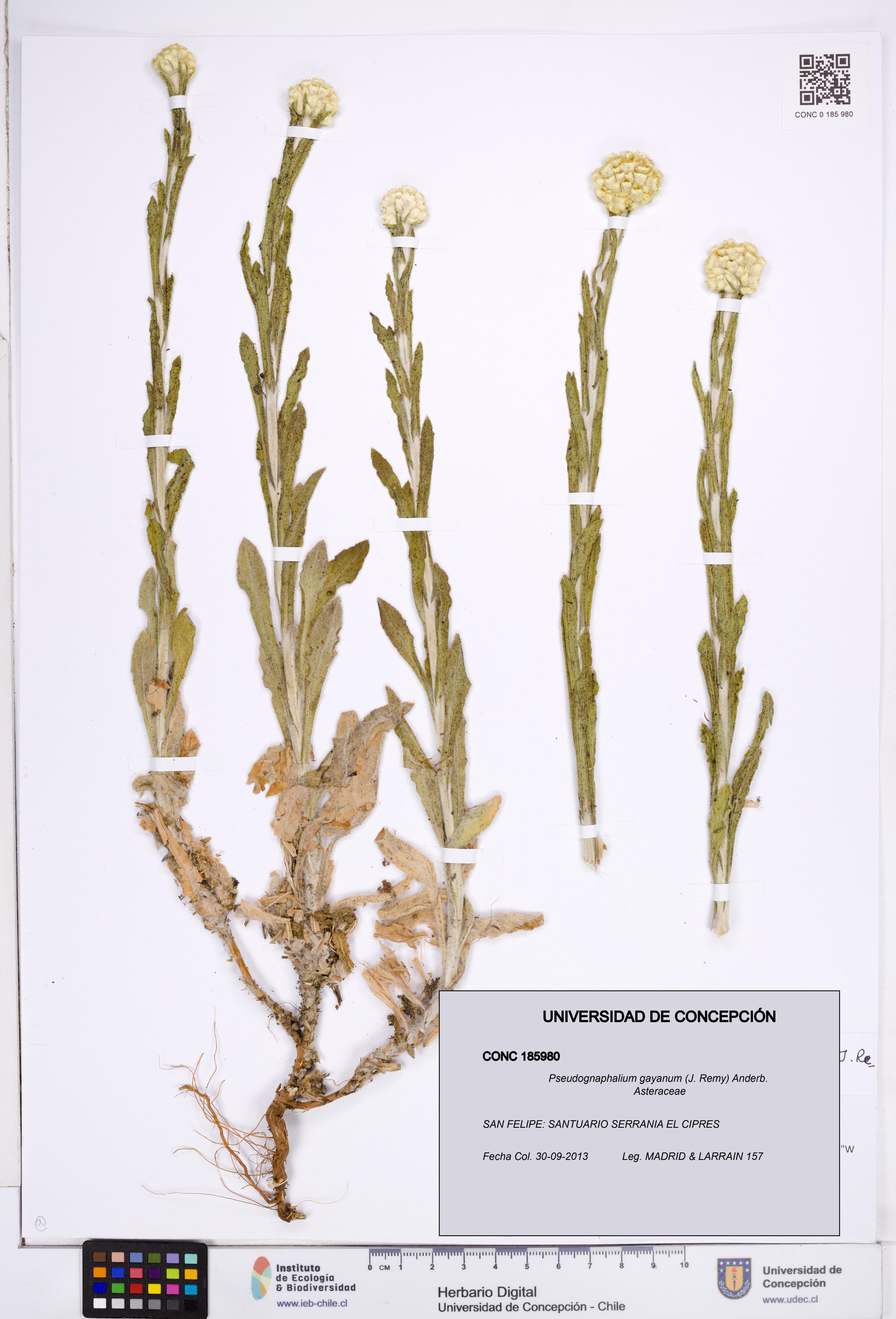 Pseudognaphalium gayanum [Espécimen: ]