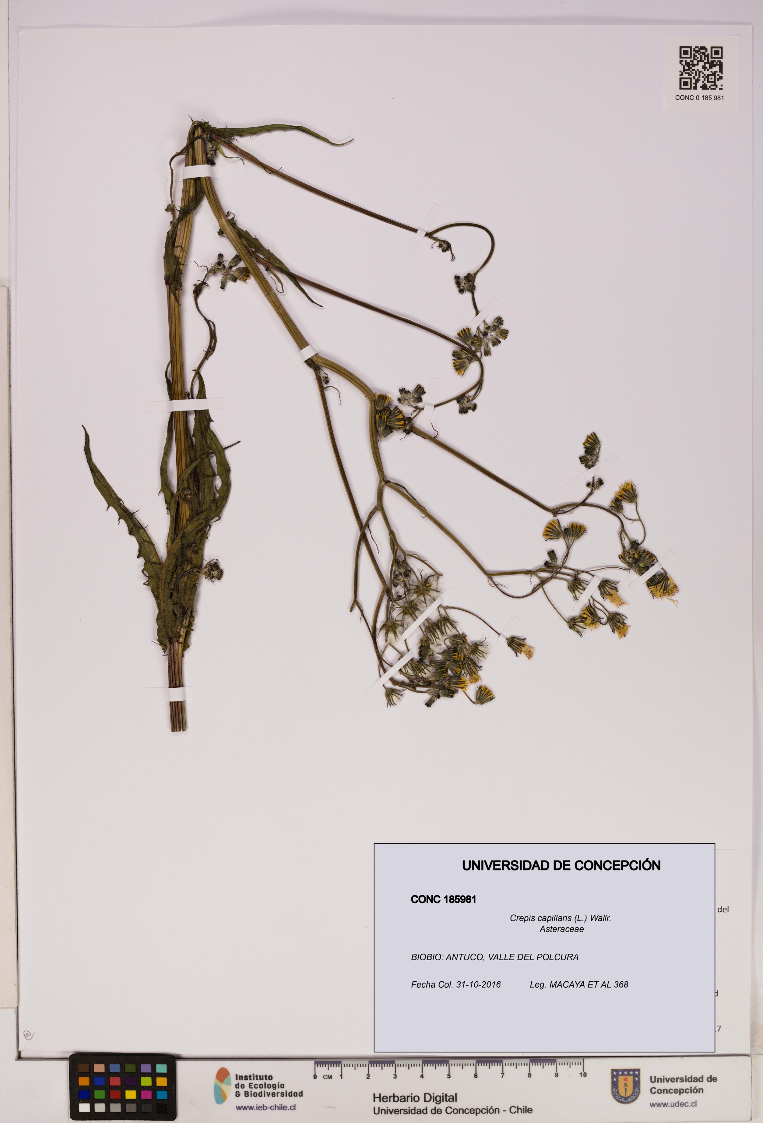 Crepis capillaris [Espécimen: UDEC:CONC:0185981]