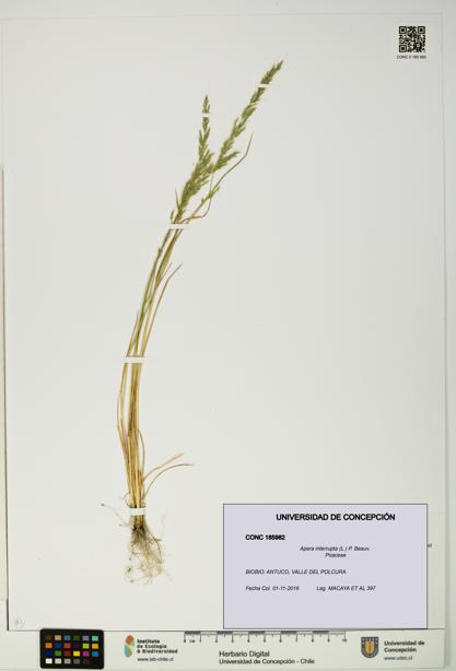 Apera interrupta [Espécimen: UDEC:CONC:0185982]