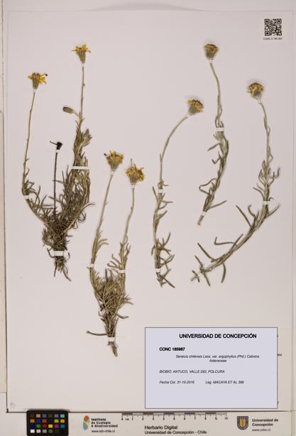 Senecio chilensis var. argophyllus [Espécimen: UDEC:CONC:0185987]