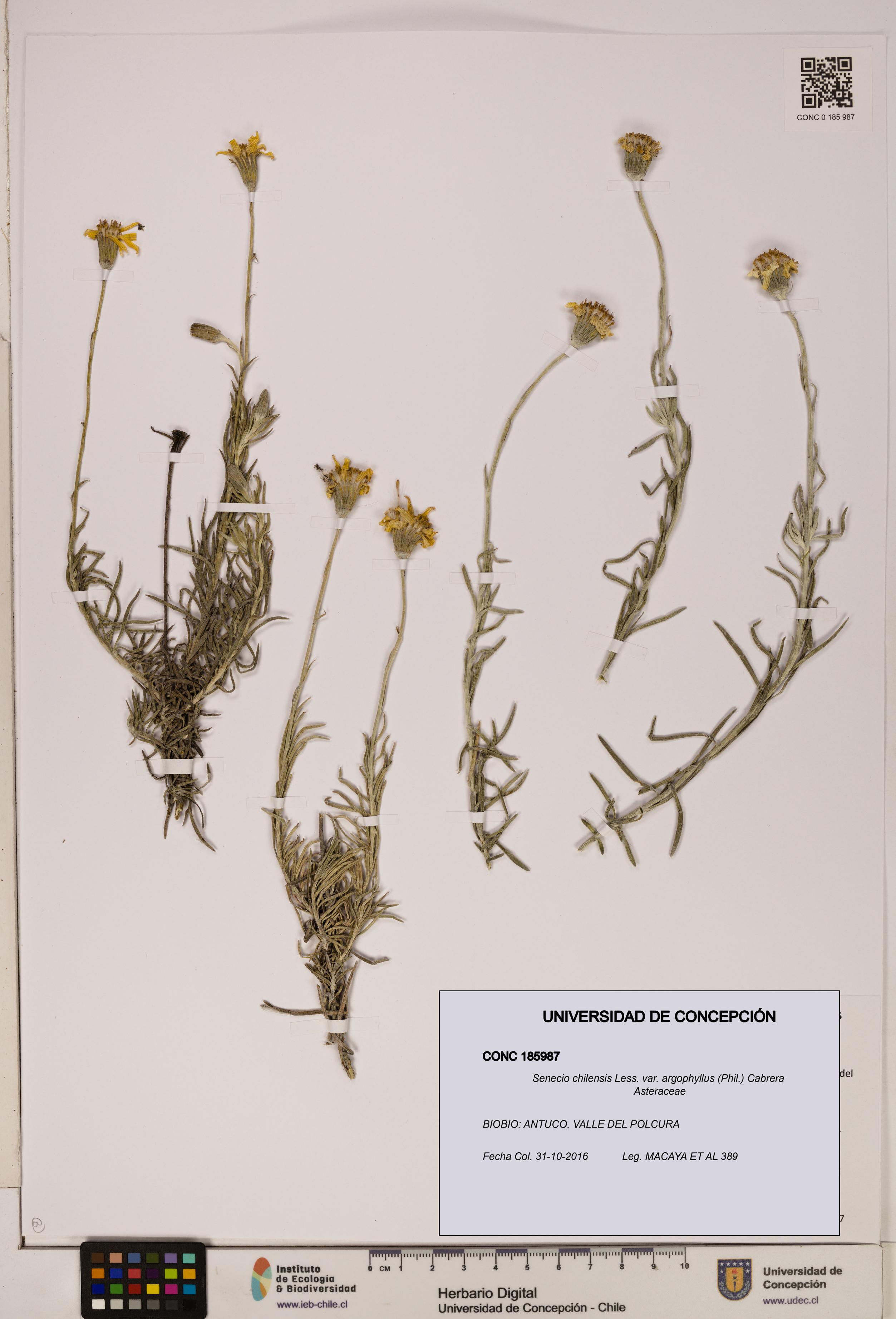 Senecio chilensis var. argophyllus [Espécimen: UDEC:CONC:0185987]
