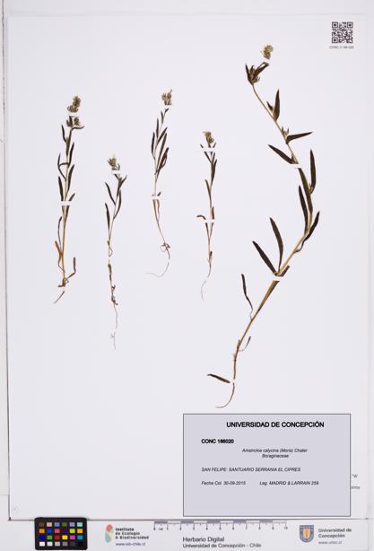 Amsinckia calycina [Espécimen: ]