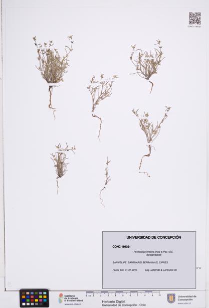 Pectocarya linearis [Espécimen: ]