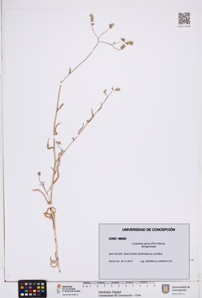 Cryptantha aprica [Espécimen: ]