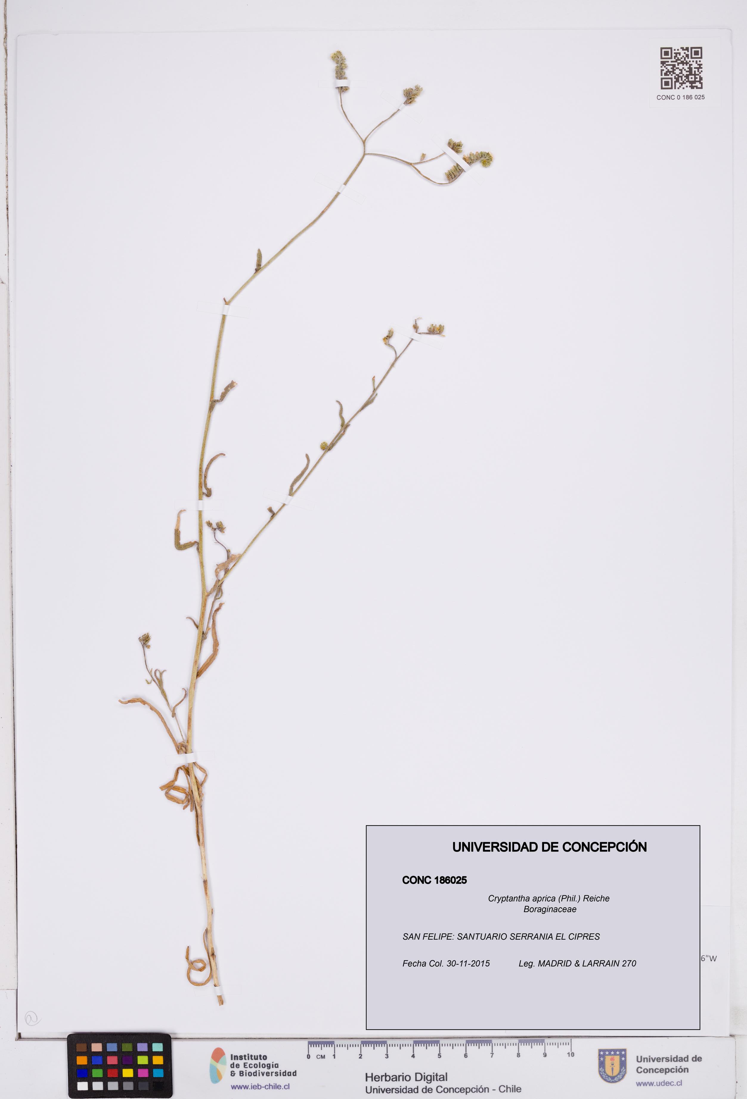 Cryptantha aprica [Espécimen: ]