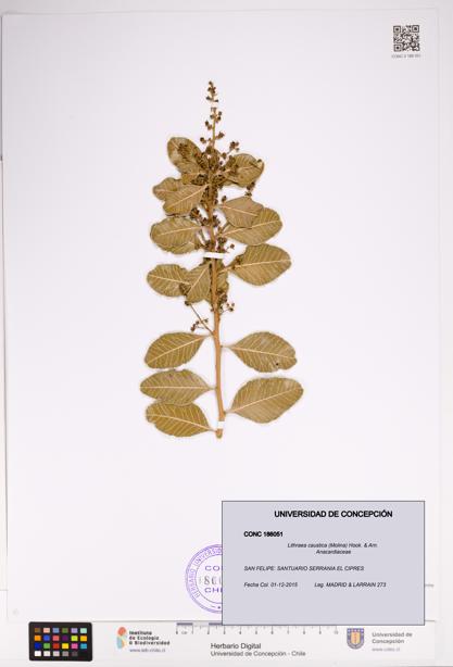 Lithraea caustica [Espécimen: UDEC:CONC:0186051]