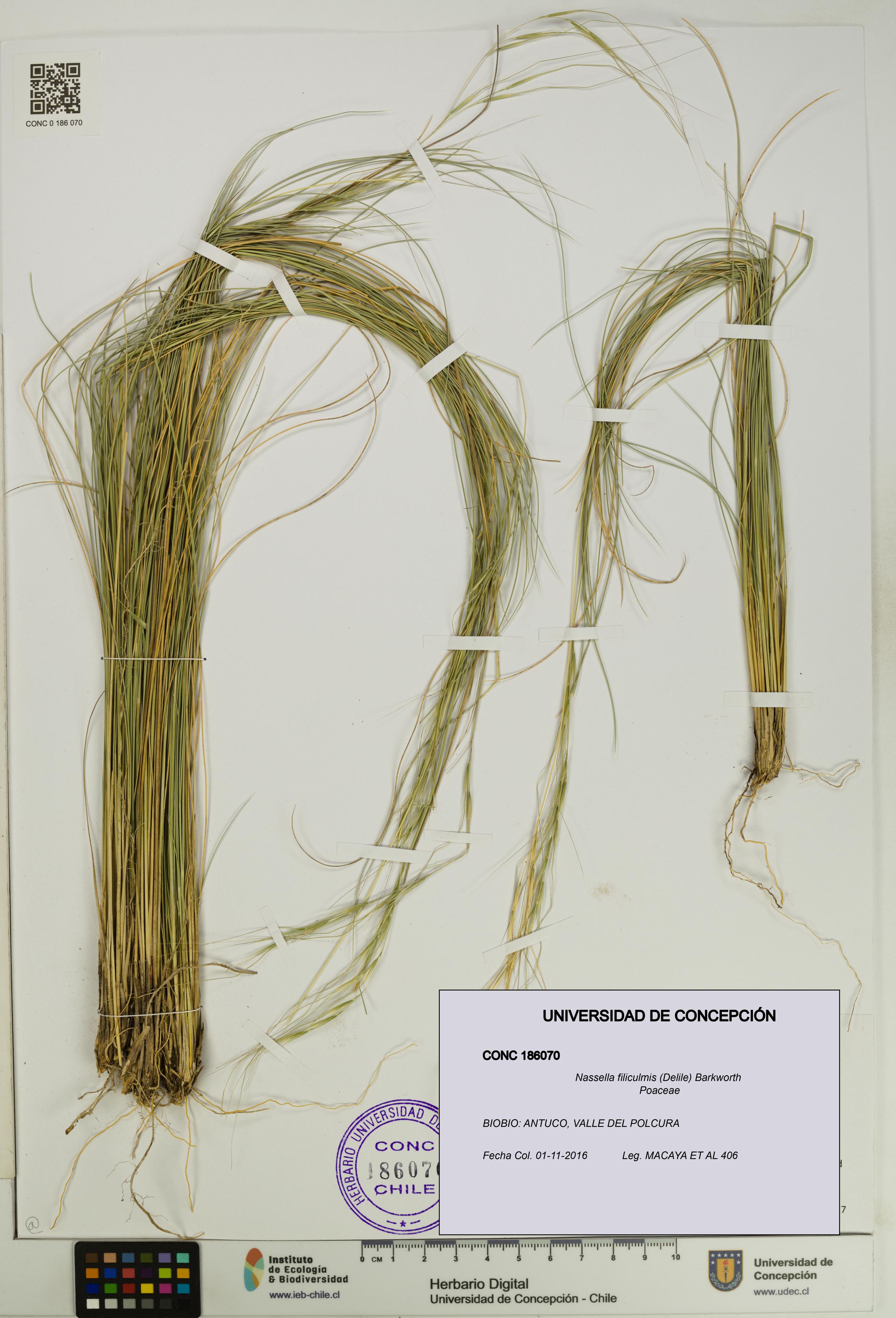 Nassella filiculmis [Espécimen: UDEC:CONC:0186070]