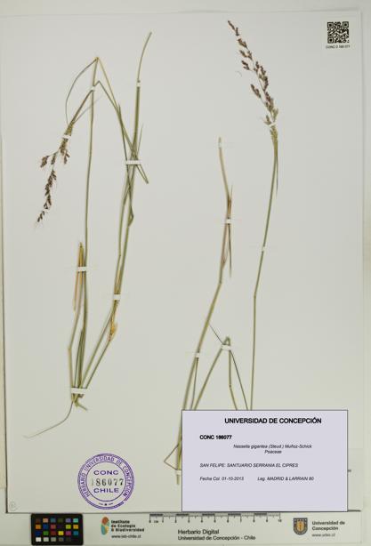 Nassella gigantea [Espécimen: UDEC:CONC:0186077]