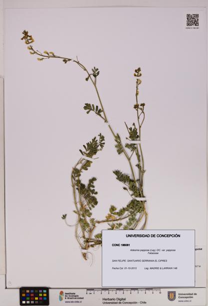 Adesmia papposa var. papposa [Espécimen: UDEC:CONC:0186081]