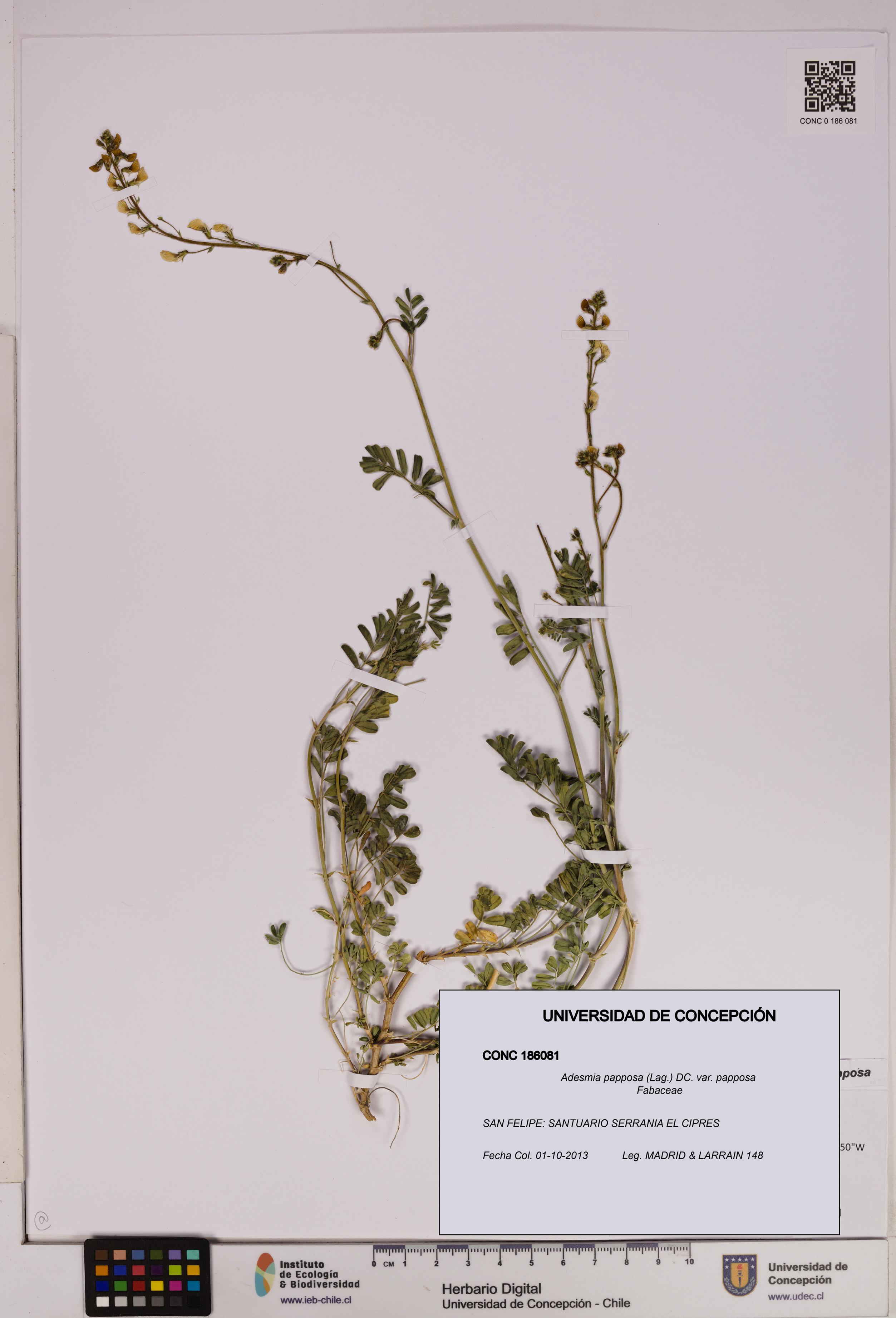Adesmia papposa var. papposa [Espécimen: UDEC:CONC:0186081]