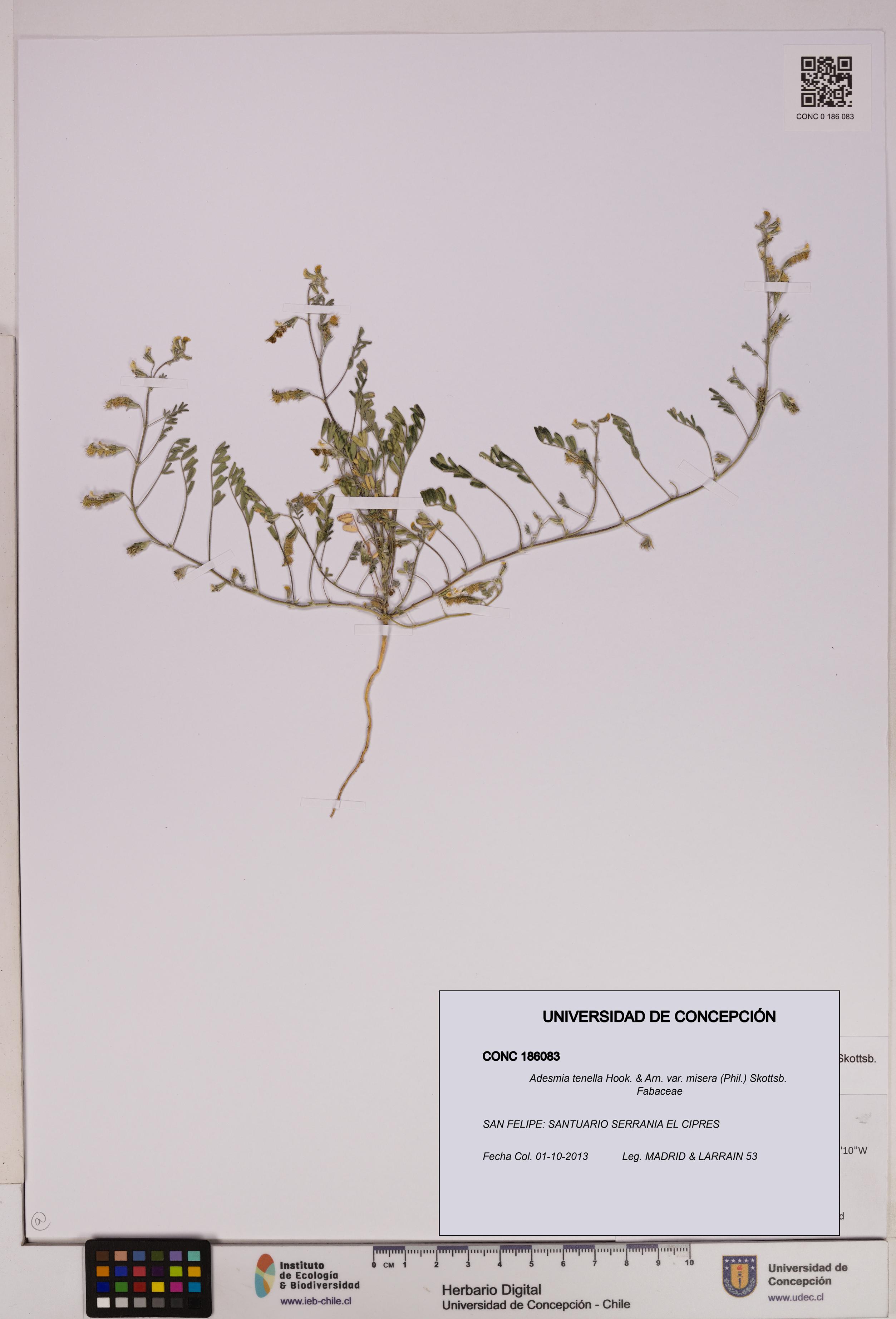 Adesmia tenella var. misera [Espécimen: UDEC:CONC:0186083]