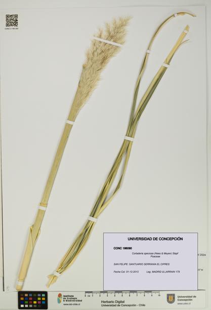 Cortaderia speciosa [Espécimen: UDEC:CONC:0186090]