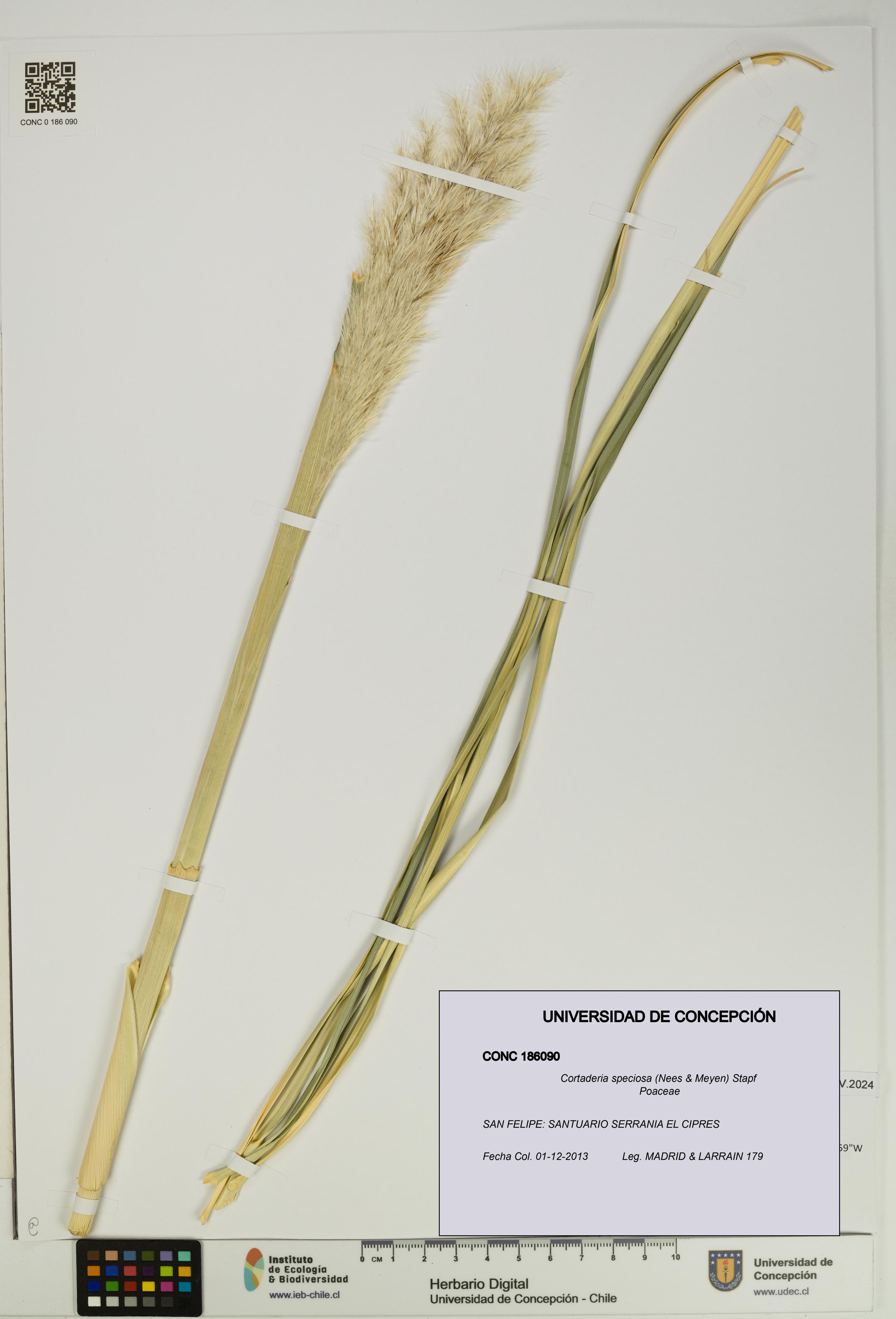 Cortaderia speciosa [Espécimen: UDEC:CONC:0186090]