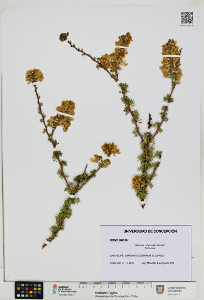 Adesmia rubroviridis [Espécimen: UDEC:CONC:0186100]