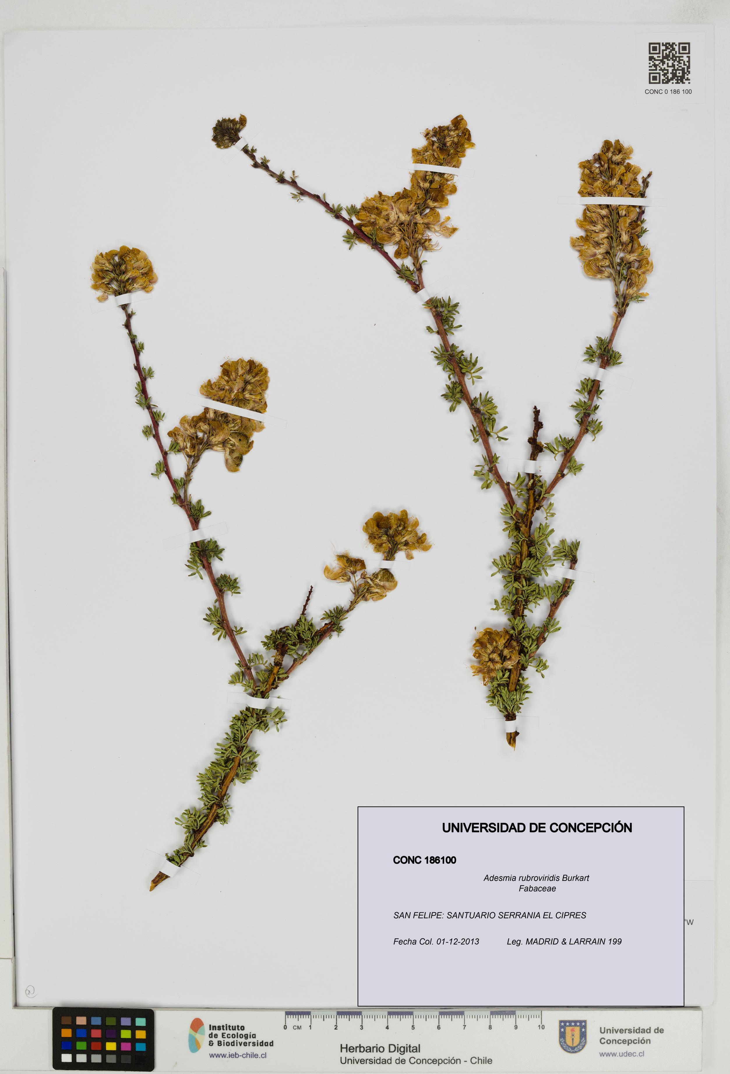 Adesmia rubroviridis [Espécimen: UDEC:CONC:0186100]