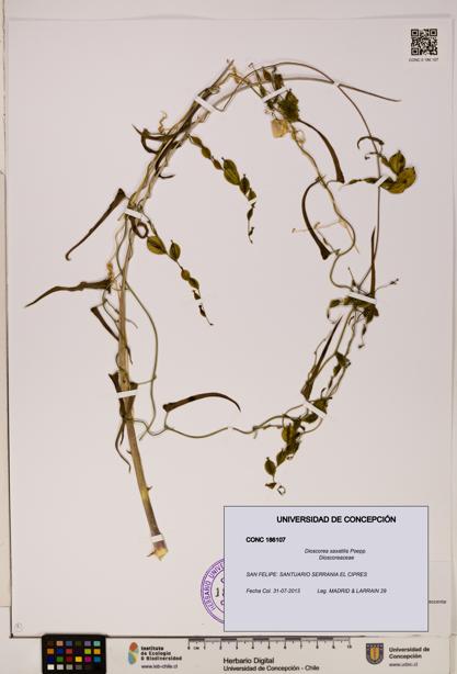 Dioscorea saxatilis [Espécimen: ]