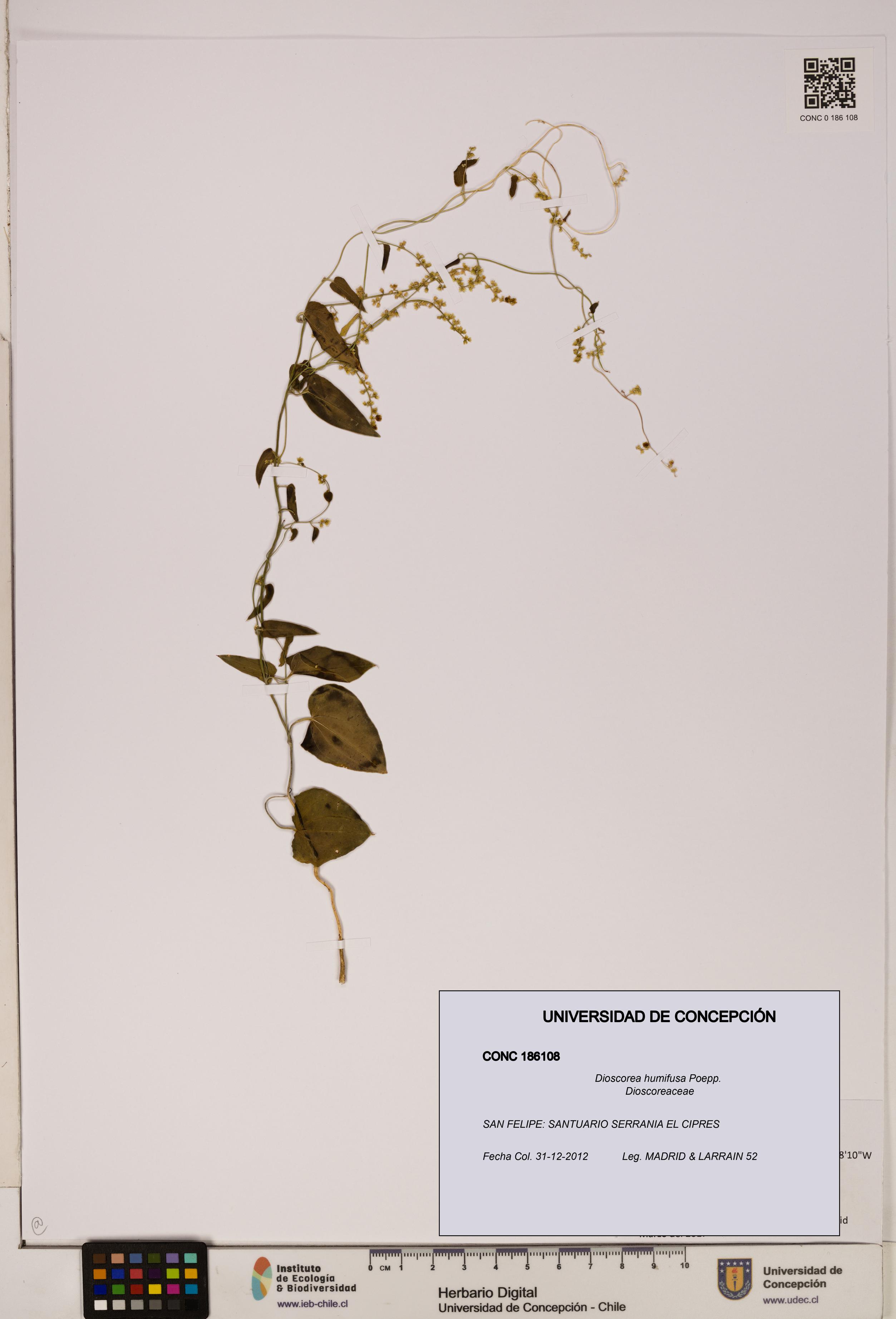 Dioscorea humifusa [Espécimen: ]