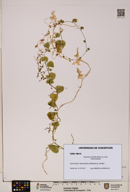 Dioscorea variifolia [Espécimen: ]
