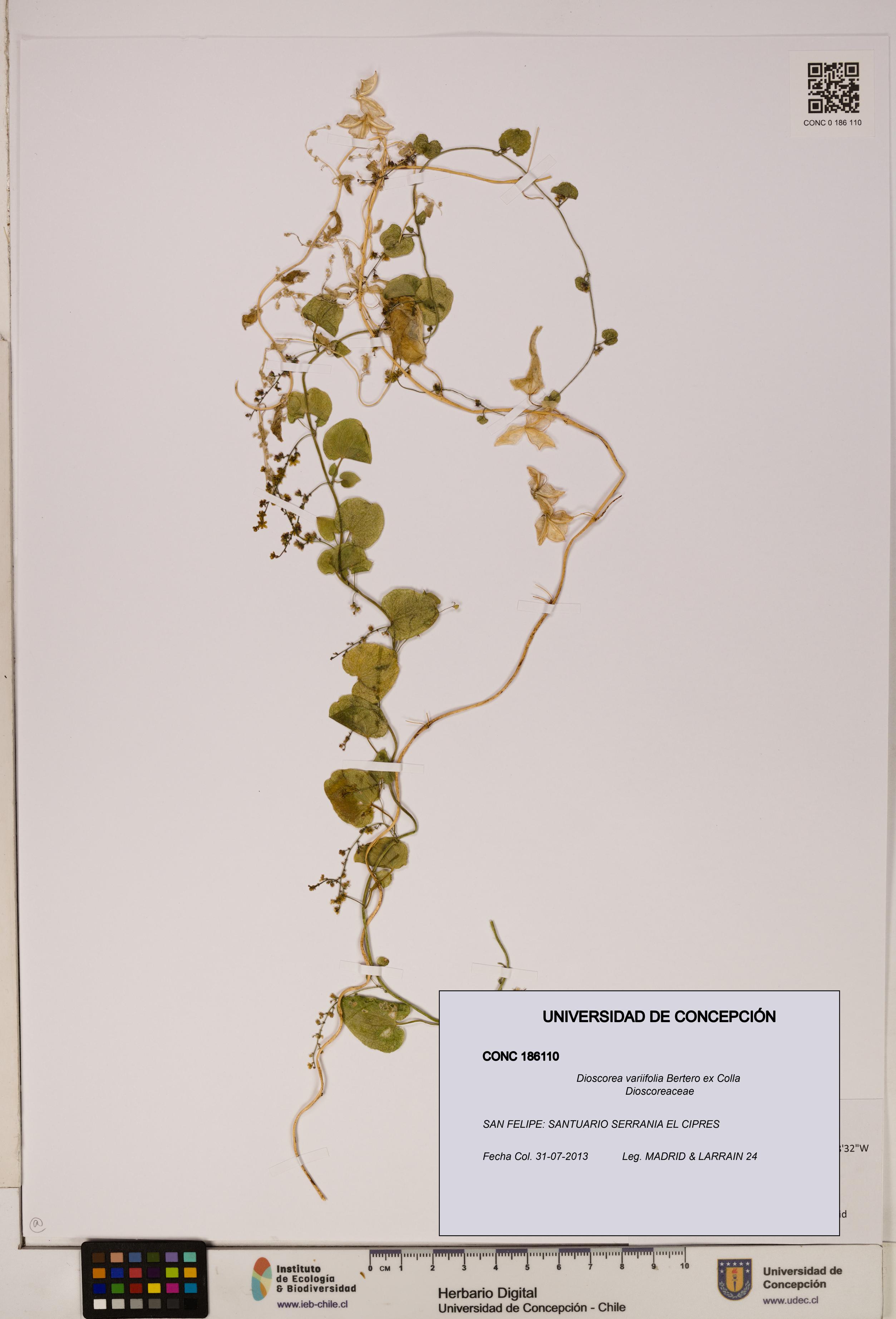 Dioscorea variifolia [Espécimen: ]