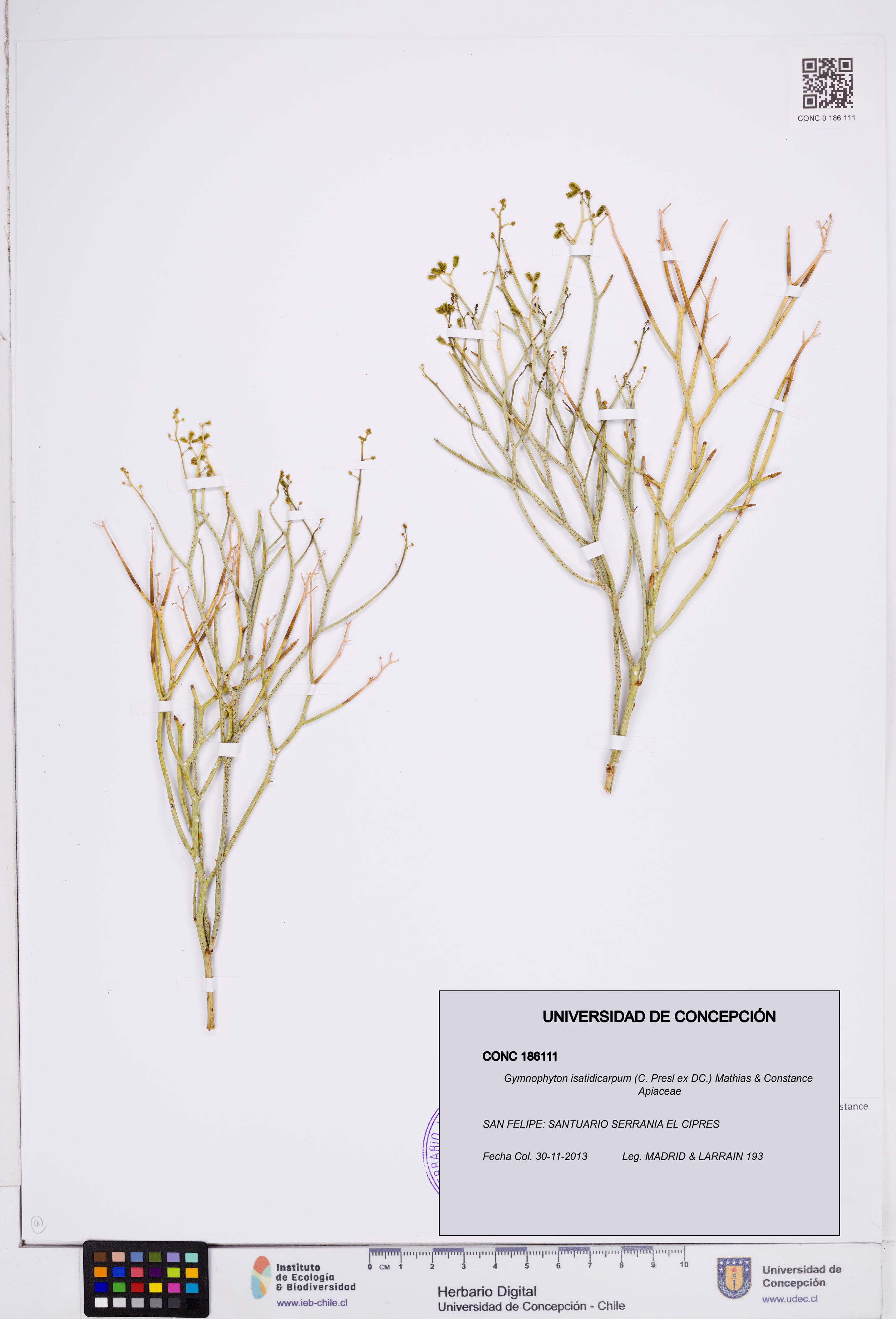 Gymnophyton isatidicarpum [Espécimen: ]