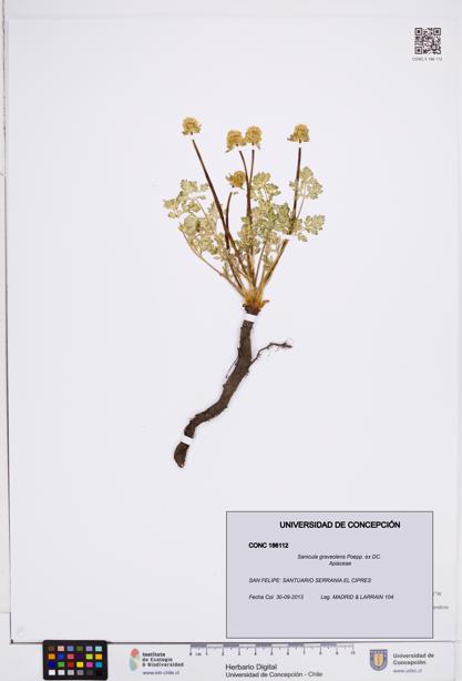 Sanicula graveolens [Espécimen: ]