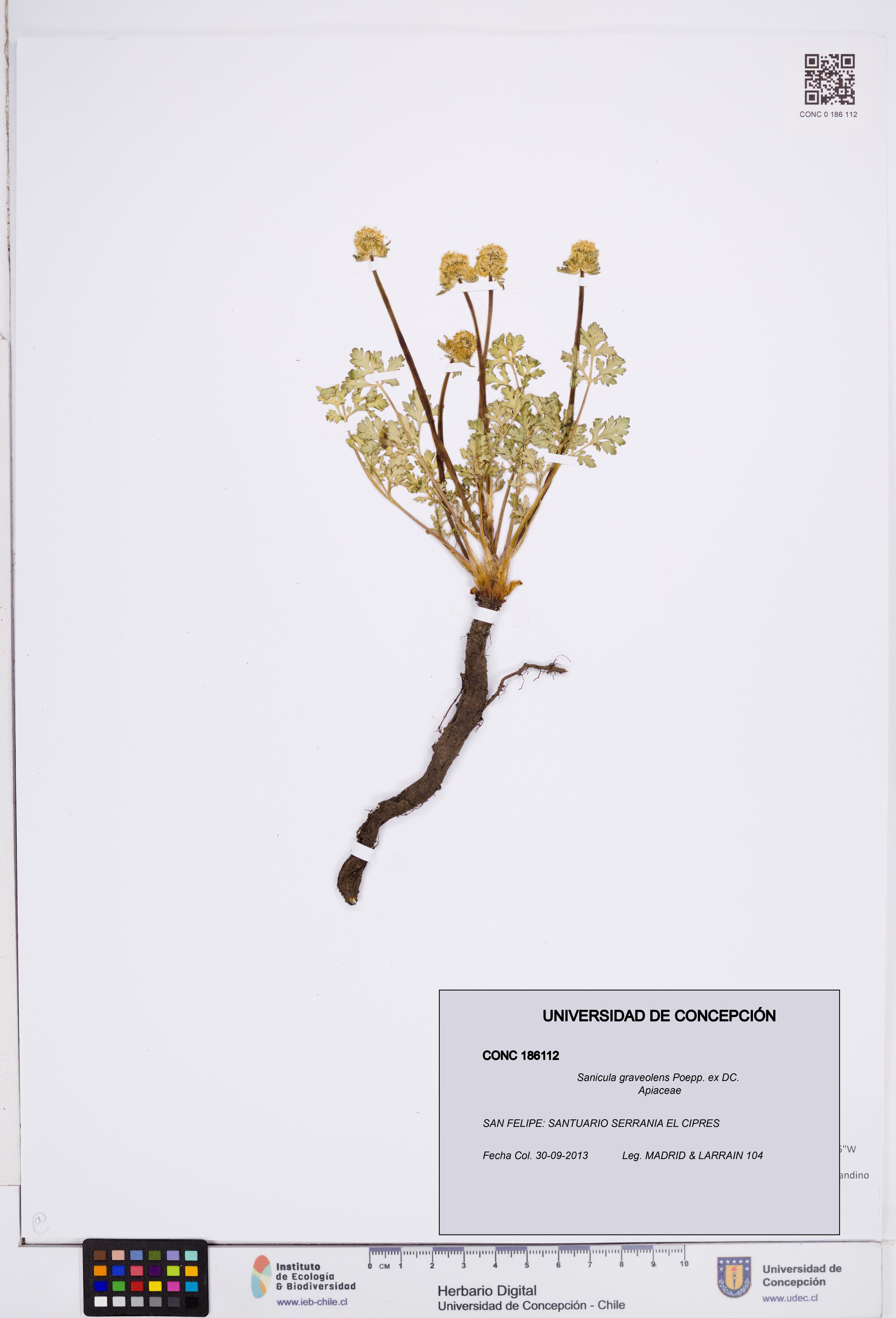 Sanicula graveolens [Espécimen: ]