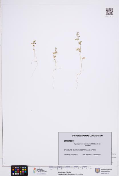 Cyclospermum laciniatum [Espécimen: ]