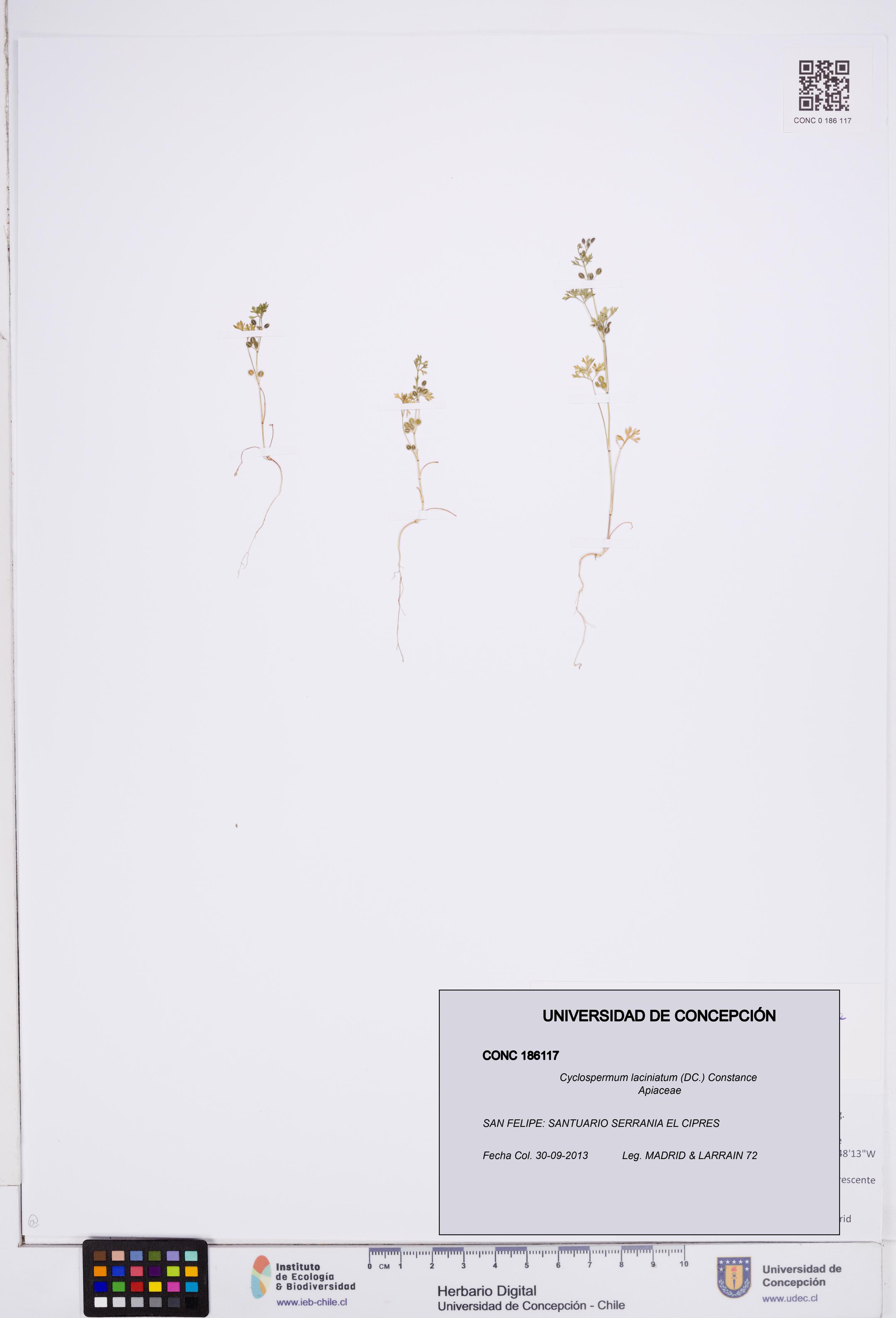 Cyclospermum laciniatum [Espécimen: ]
