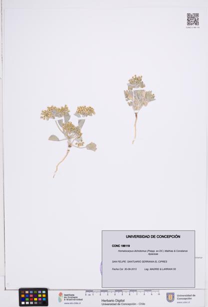 Homalocarpus dichotomus [Espécimen: ]