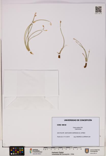 Carex andina [Espécimen: UDEC:CONC:0186123]