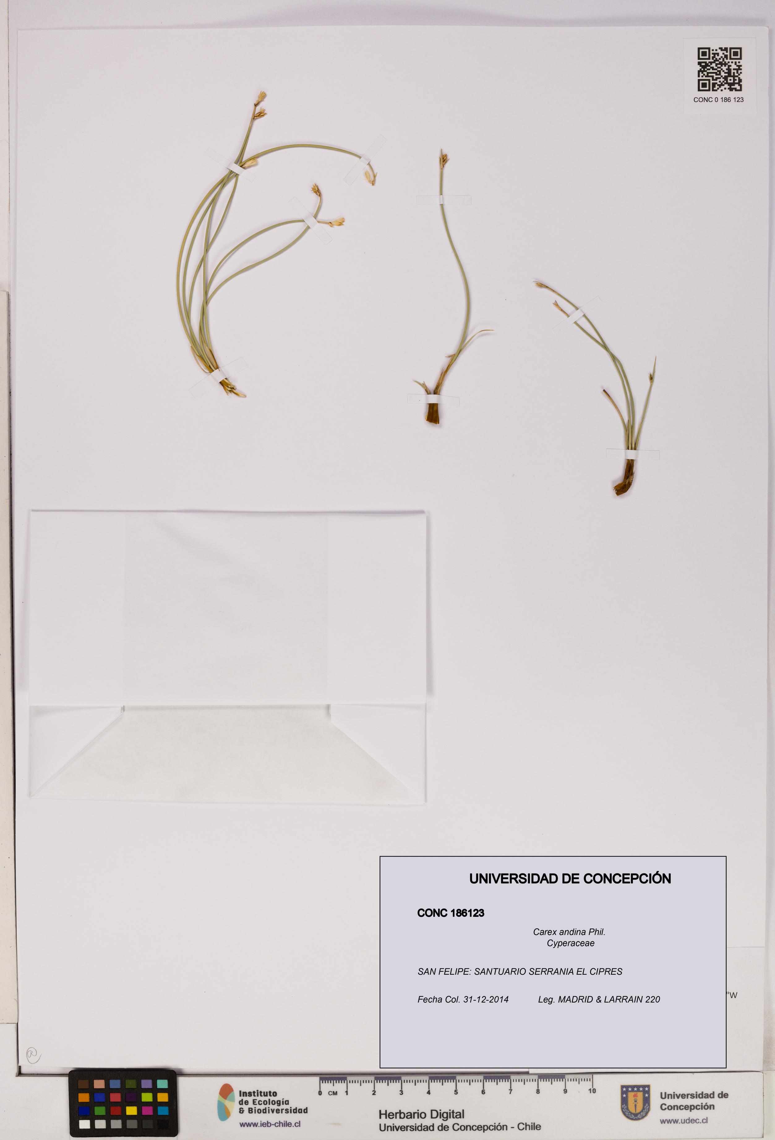 Carex andina [Espécimen: UDEC:CONC:0186123]