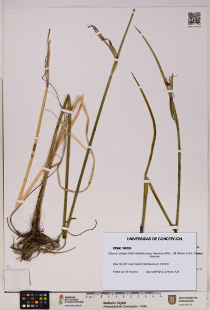 Olsynium philippii subsp. illapelinum [Espécimen: UDEC:CONC:0186125]