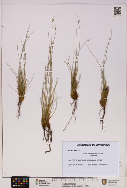 Carex setifolia [Espécimen: UDEC:CONC:0186143]