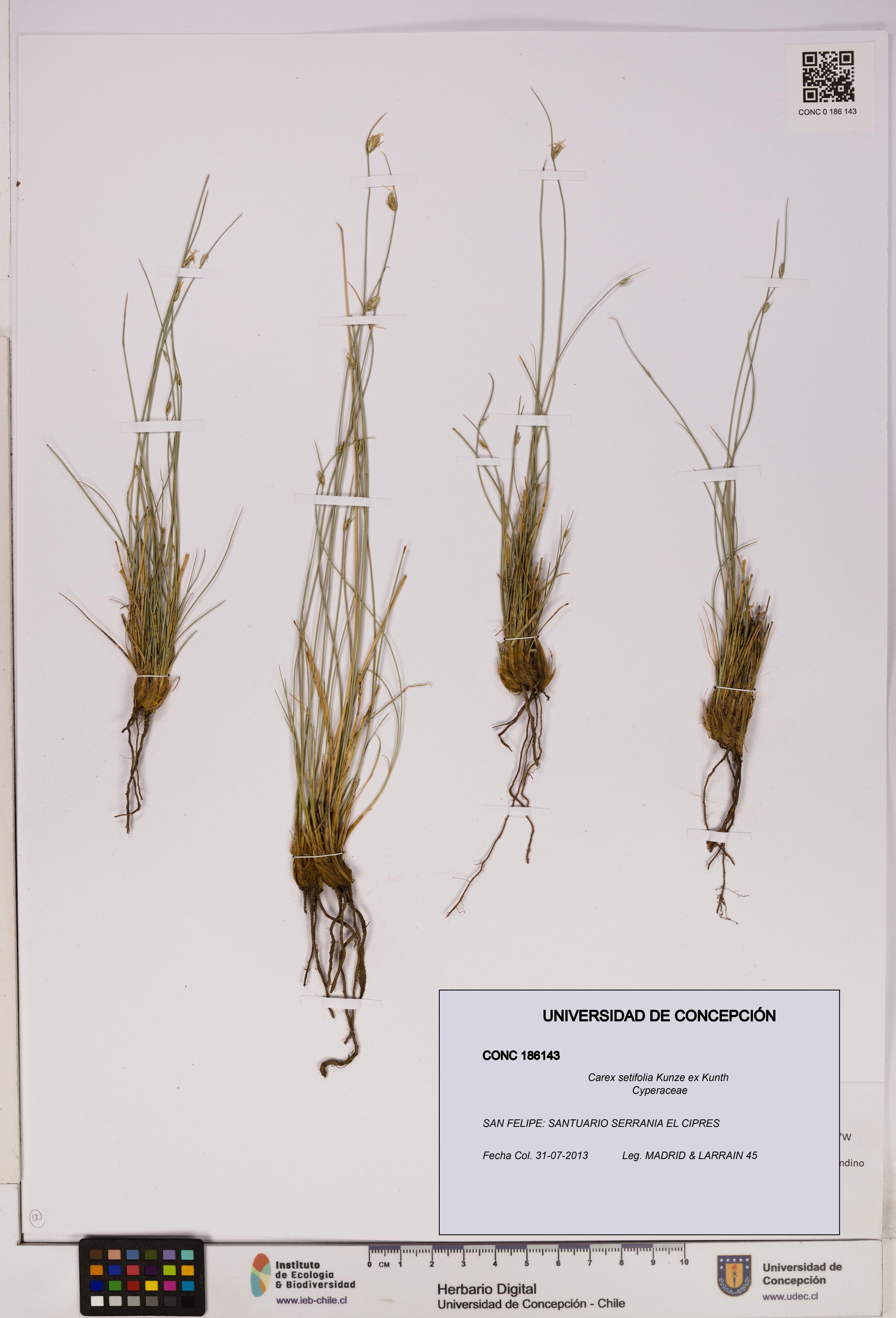 Carex setifolia [Espécimen: UDEC:CONC:0186143]