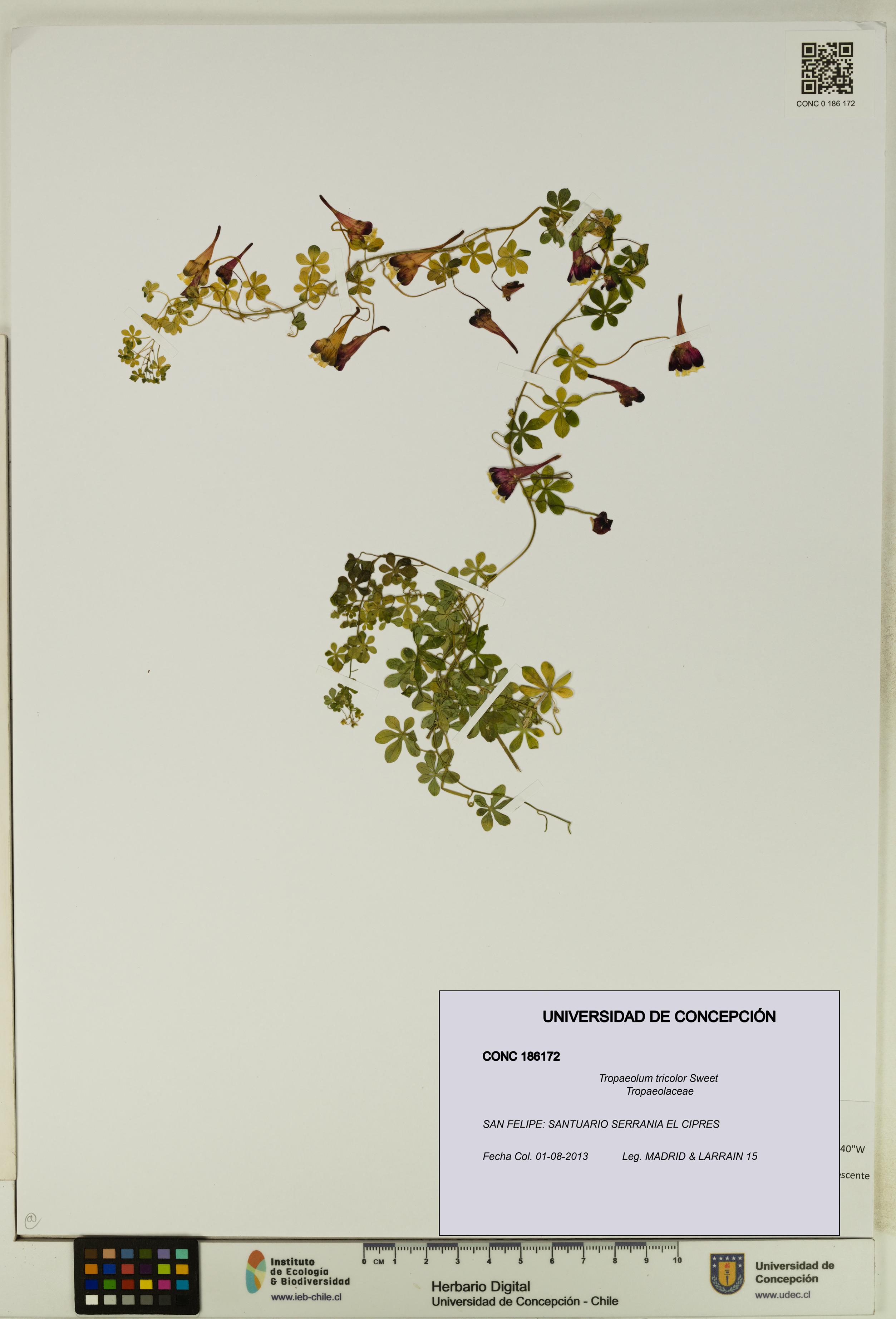 Tropaeolum tricolor [Espécimen: UDEC:CONC:0186172]