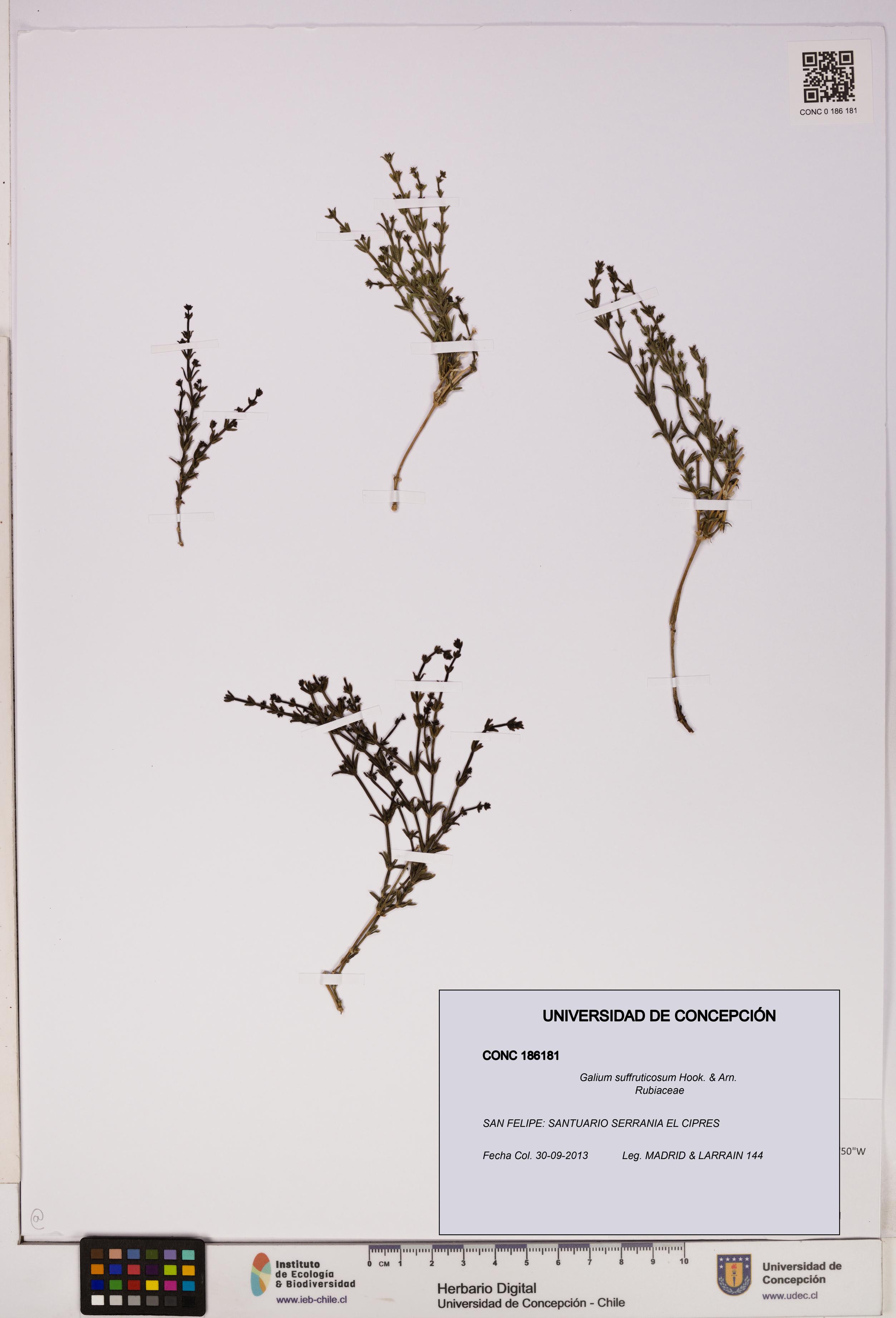 Galium suffruticosum [Espécimen: UDEC:CONC:0186181]