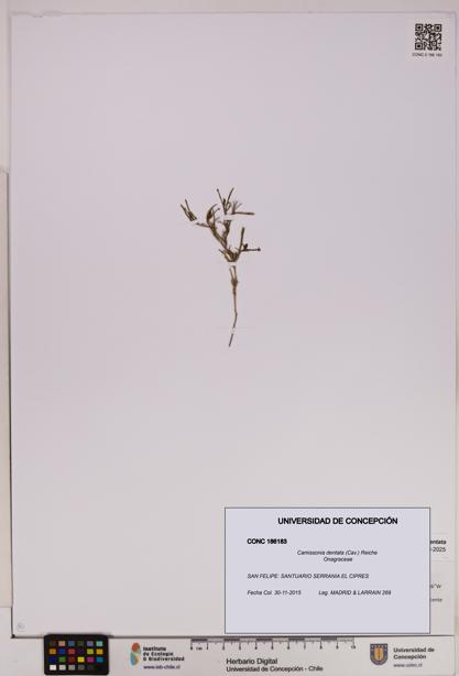 Camissonia dentata [Espécimen: UDEC:CONC:0186183]