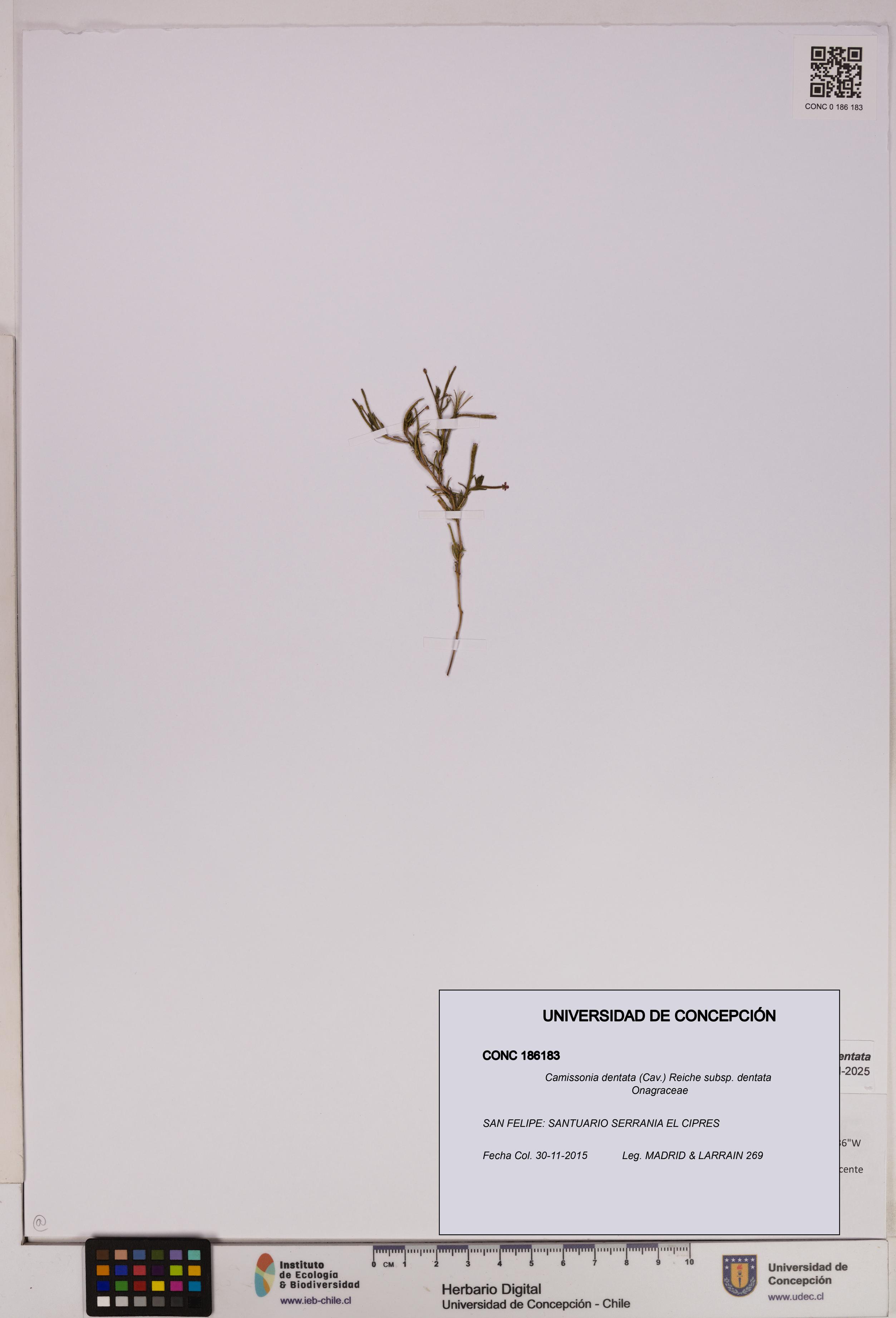Camissonia dentata [Espécimen: UDEC:CONC:0186183]