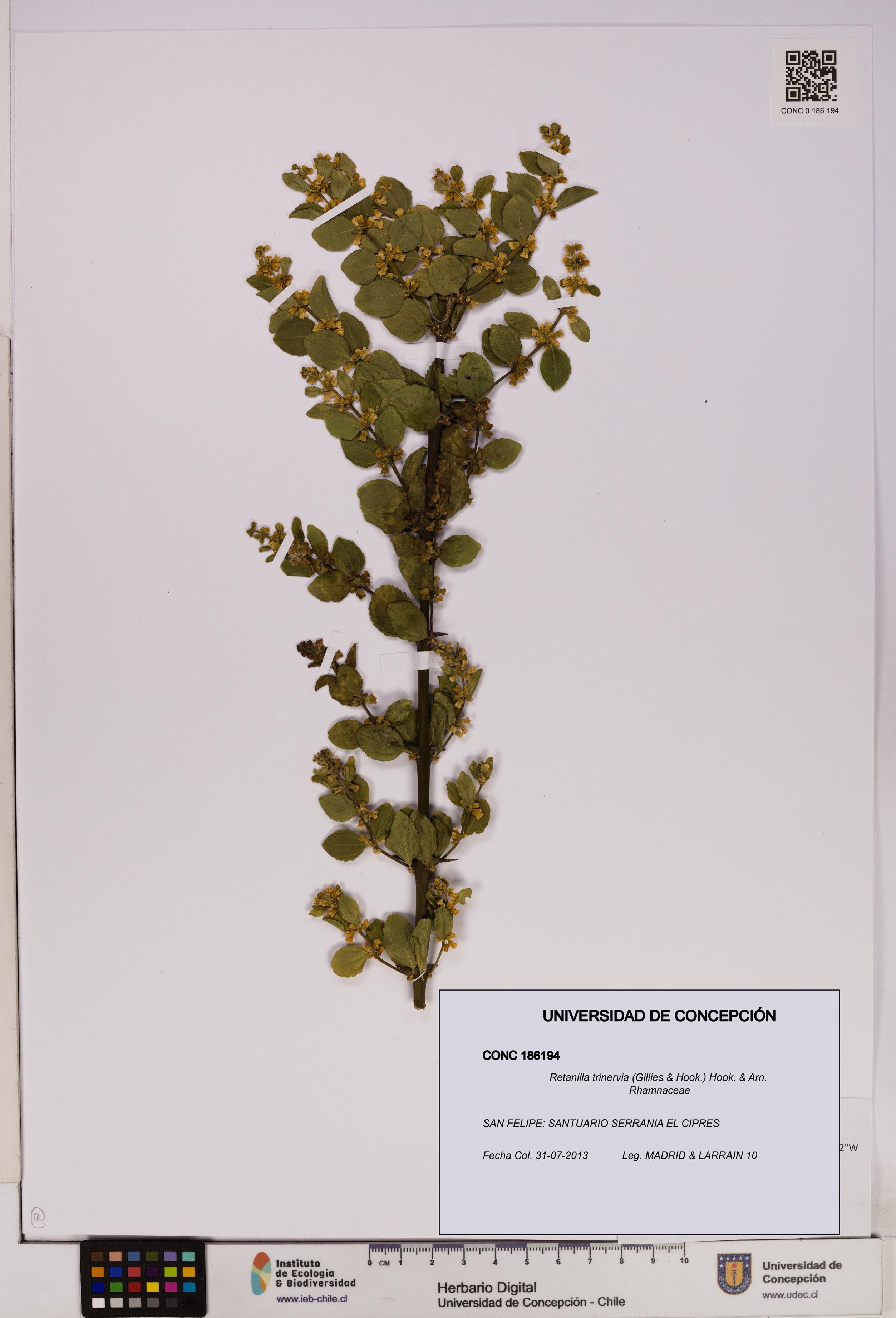 Retanilla trinervia [Espécimen: UDEC:CONC:0186194]