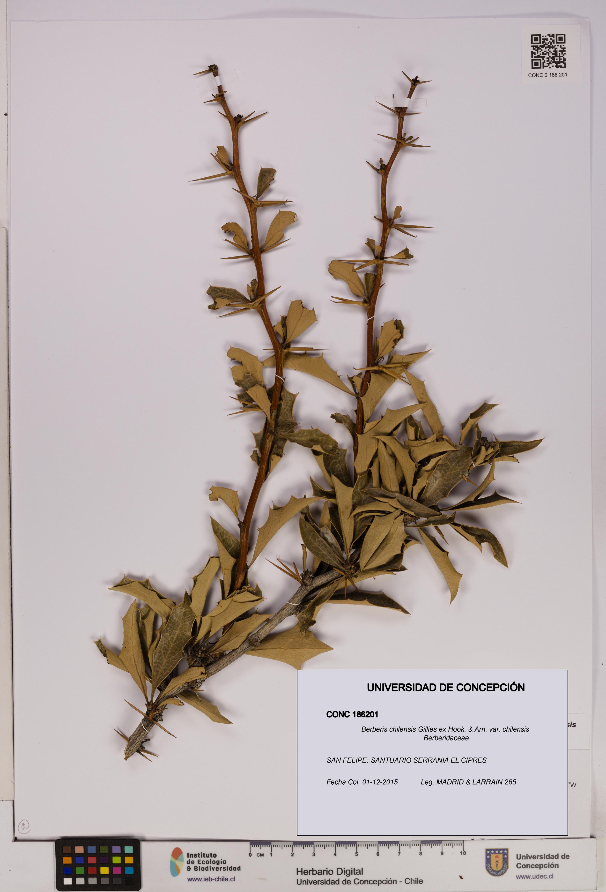 Berberis chilensis var. chilensis [Espécimen: UDEC:CONC:0186201]