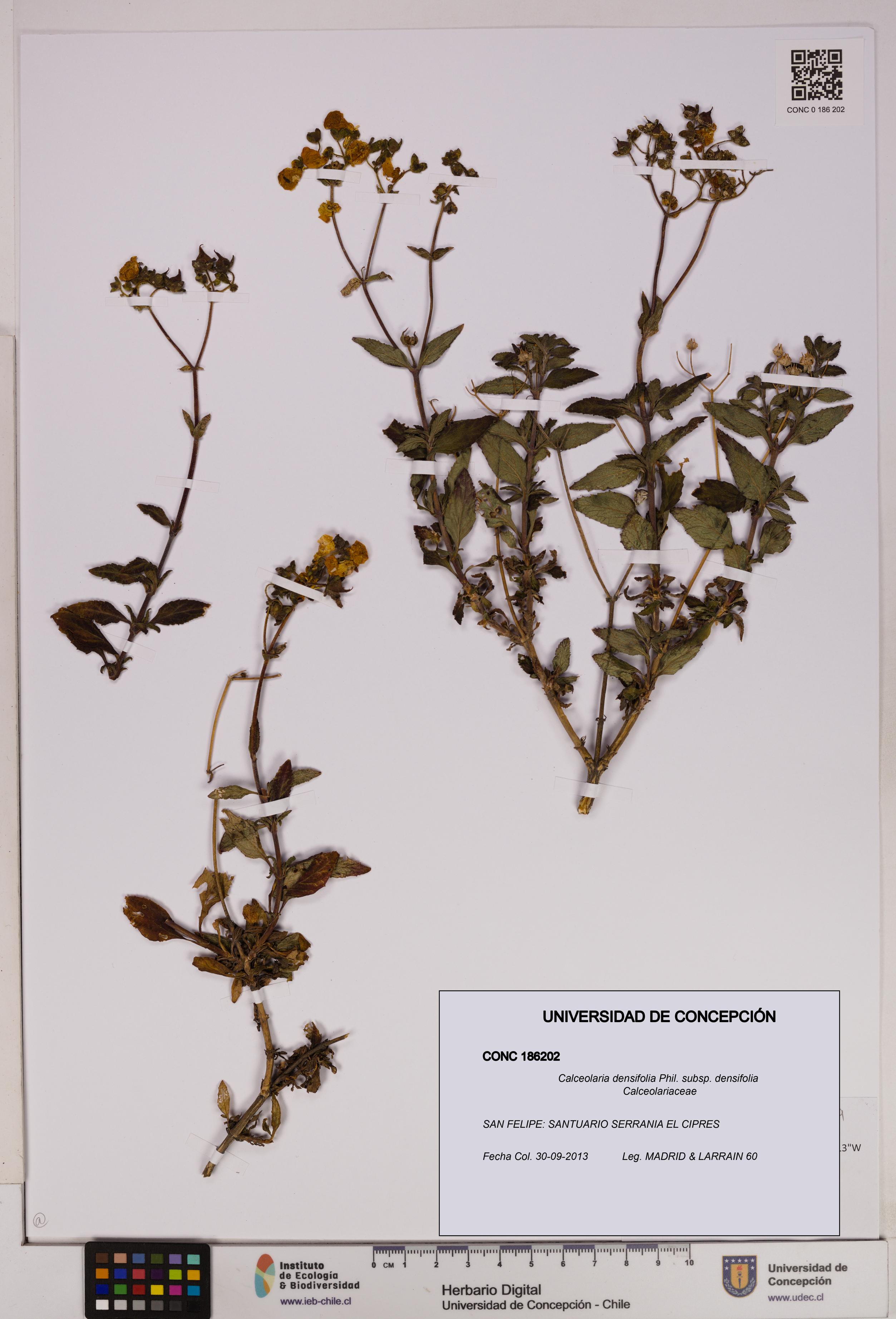 Calceolaria densifolia subsp. densifolia [Espécimen: UDEC:CONC:0186202]